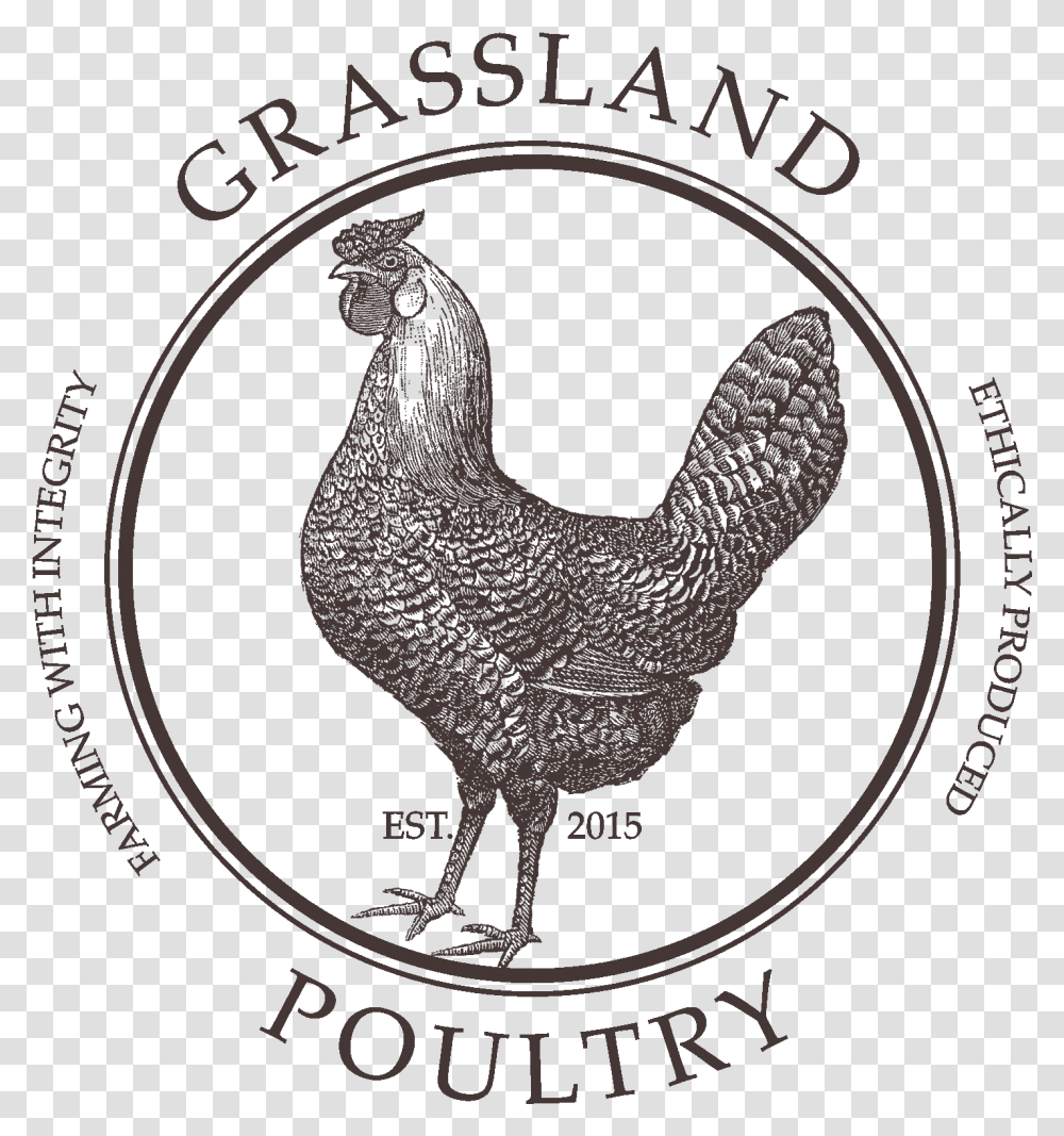 Grassland Poultry Public Domain Rooster Illustration, Animal, Bird, Fowl, Chicken Transparent Png
