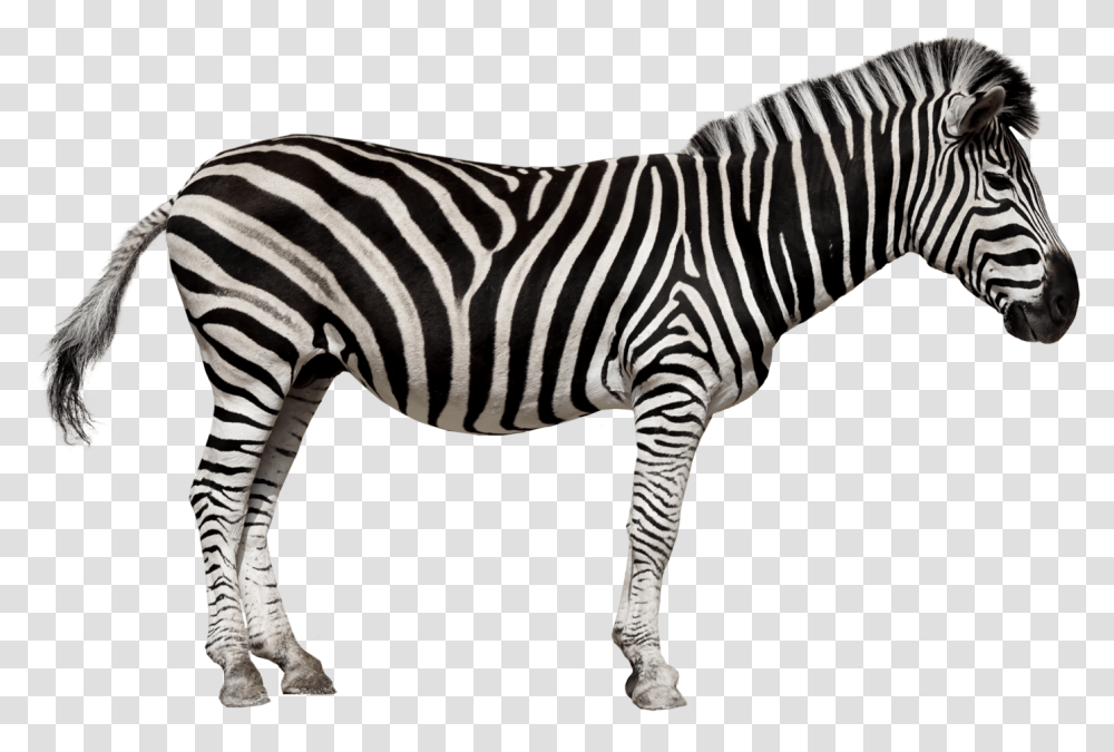 Grassland Zebra Zebra French, Wildlife, Mammal, Animal Transparent Png