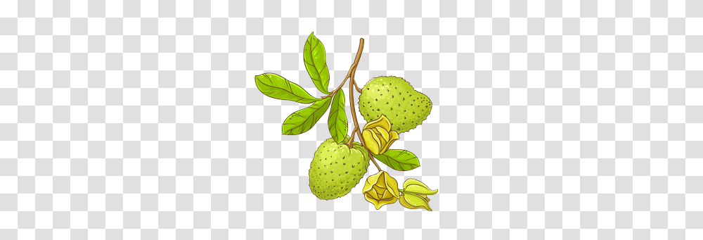 Graviola, Plant, Leaf, Annonaceae, Tree Transparent Png