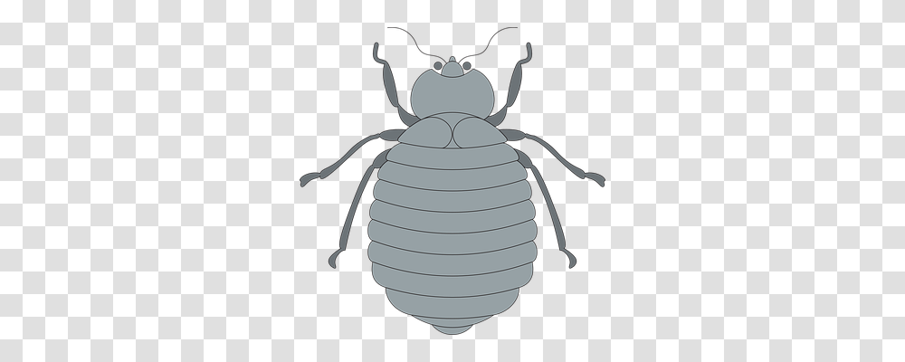 Gray Animals, Insect, Invertebrate, Grenade Transparent Png