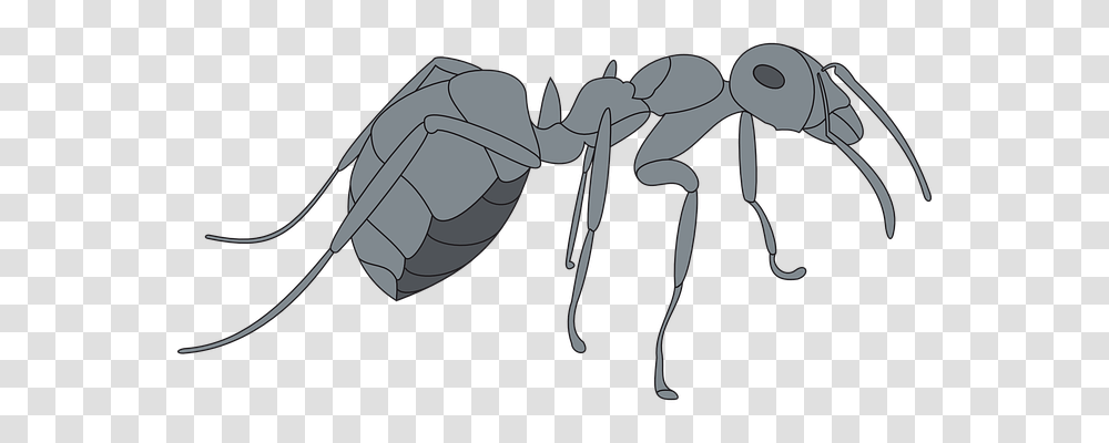 Gray Animals, Insect, Invertebrate, Ant Transparent Png