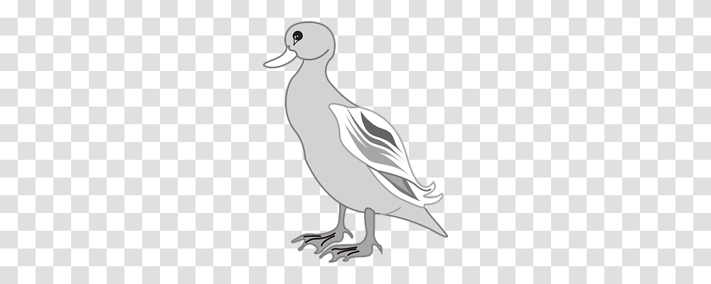 Gray Animals, Bird, Mammal, Waterfowl Transparent Png