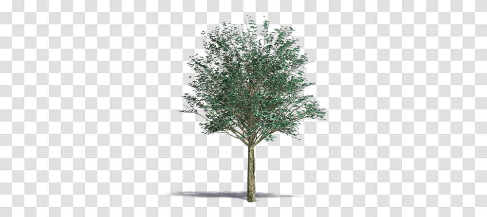 Gray Alder Plants Free Bim Object For Cinema 4d Revit Photoshop Tree, Maple, Tree Trunk, Fir, Abies Transparent Png