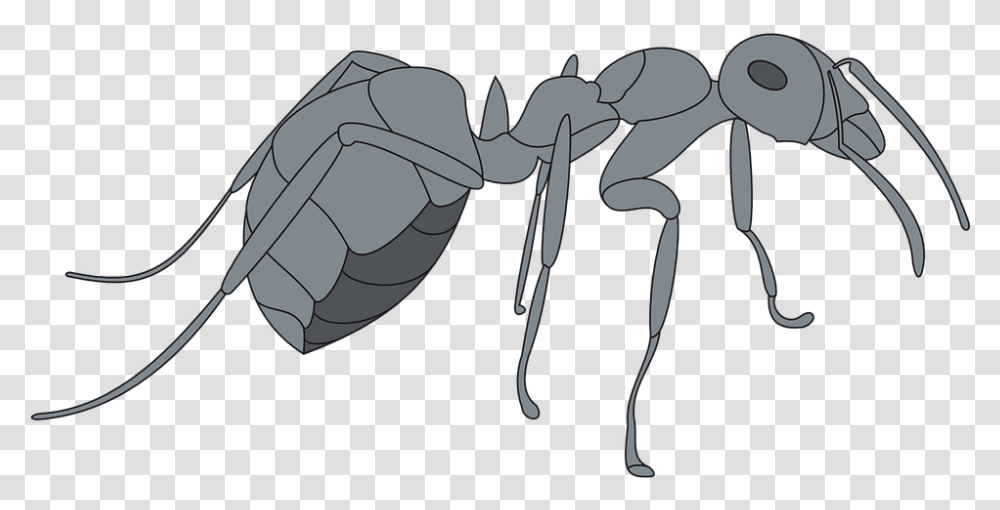 Gray Ant, Insect, Invertebrate, Animal Transparent Png