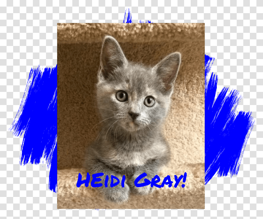 Gray Cat Kitten, Pet, Mammal, Animal, Abyssinian Transparent Png