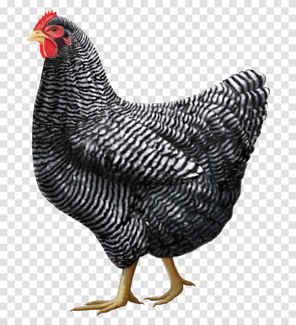 Gray Chicken Image Chickens, Hen, Poultry, Fowl, Bird Transparent Png