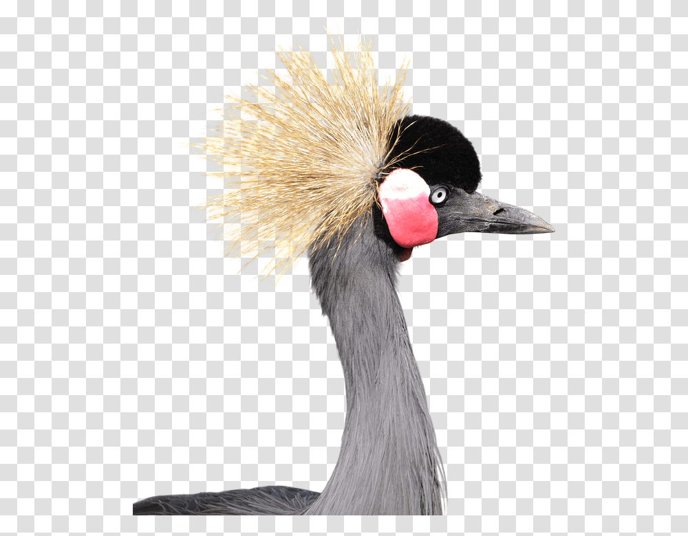 Gray Crowned Crane Head Grey Crowned Crane, Bird, Animal, Crane Bird, Waterfowl Transparent Png