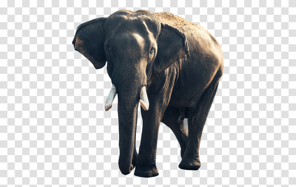 Gray Elephant Standing Image Good Morning With Animals, Wildlife, Mammal Transparent Png