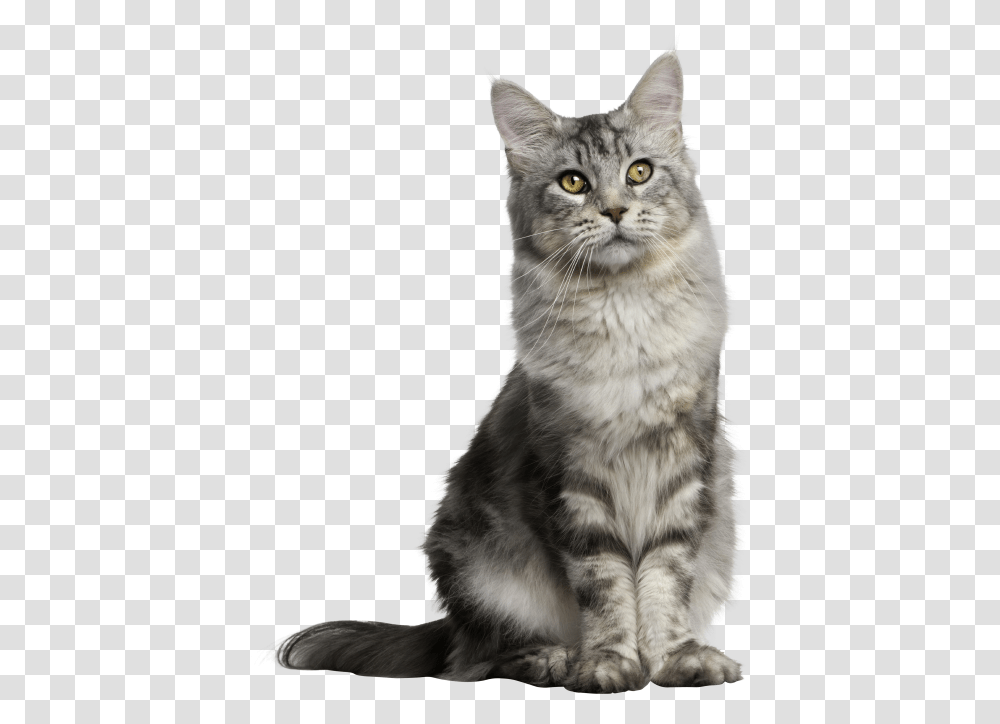 Gray Long Hair Cat Sitting Cat Background, Manx, Pet, Mammal, Animal Transparent Png