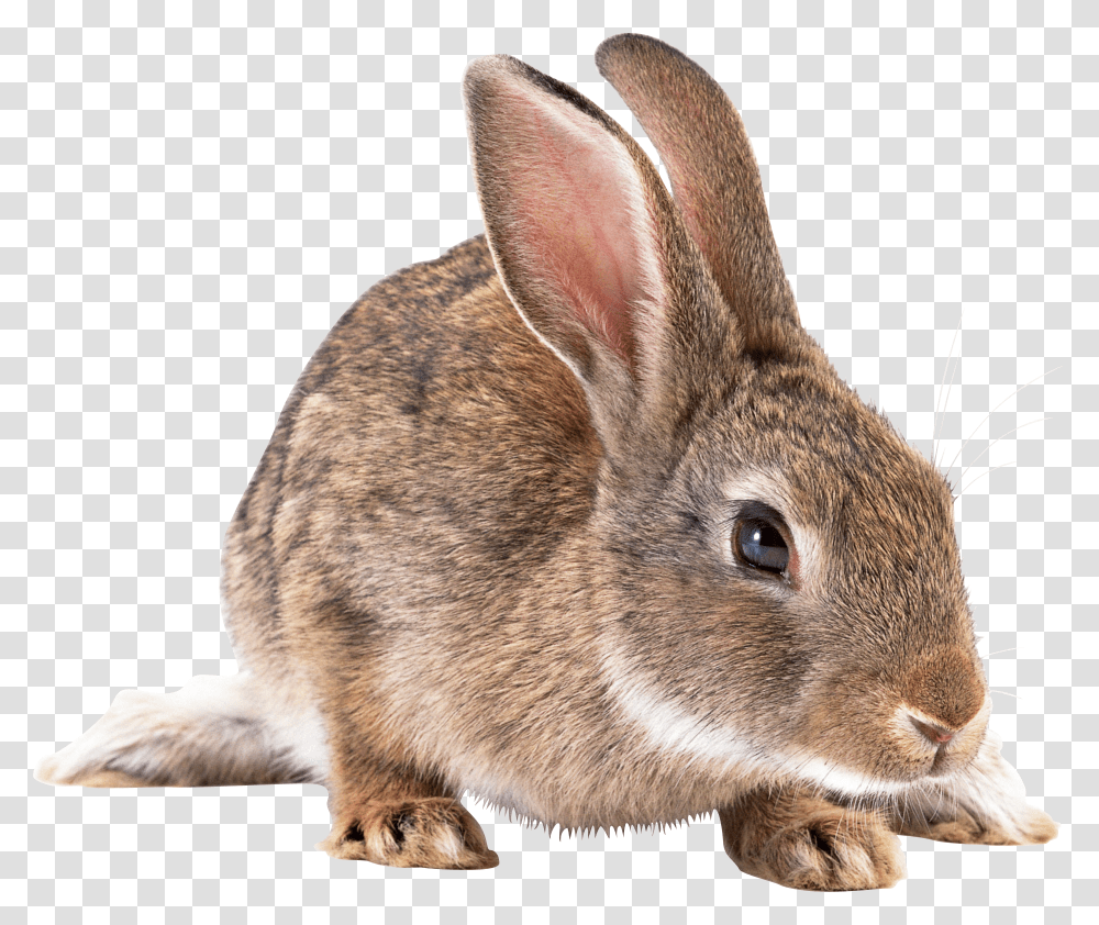 Gray Rabbit Image European Rabbit, Rodent, Mammal, Animal, Bunny Transparent Png