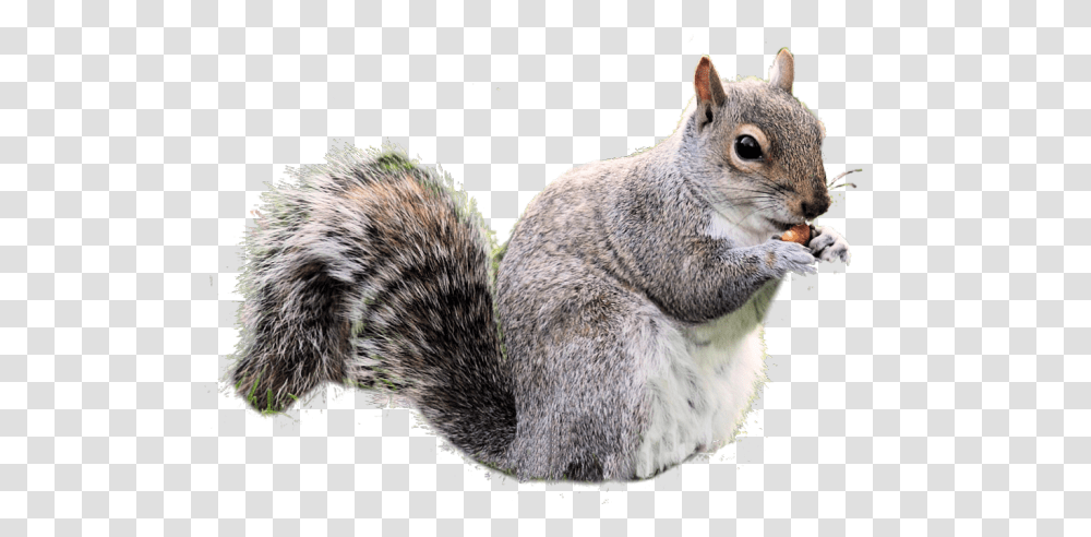 Gray Squirrel Clipart Real Squirrel, Rodent, Mammal, Animal, Rat Transparent Png