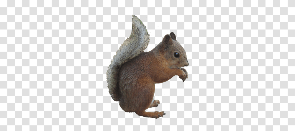 Gray Squirrel Cliparts, Rodent, Mammal, Animal, Rat Transparent Png