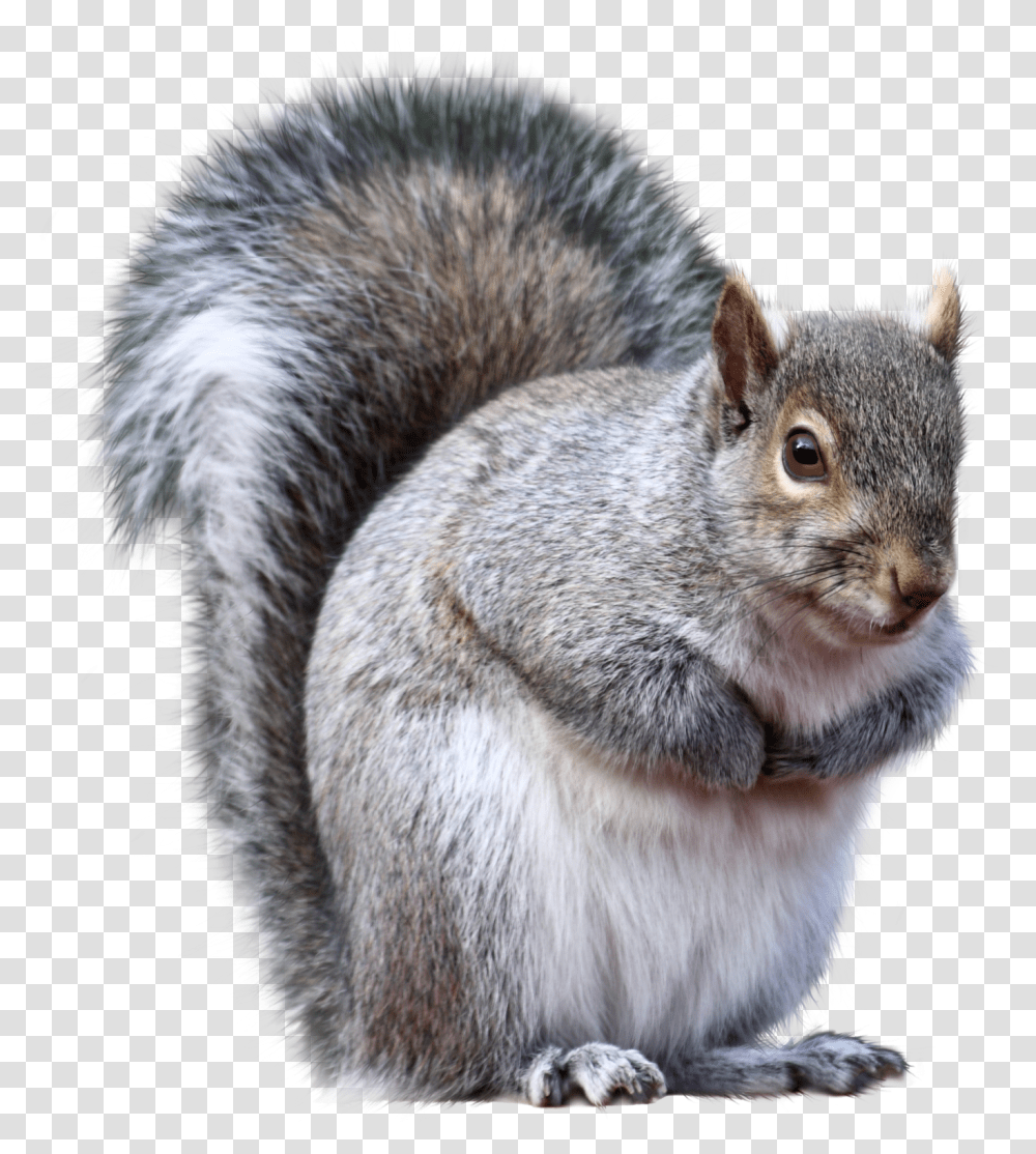 Gray Squirrel, Rodent, Mammal, Animal, Cat Transparent Png