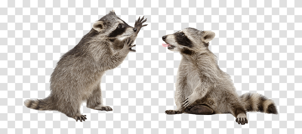 Gray Wolf Cl Racoon On White Background, Raccoon, Mammal, Animal, Cat Transparent Png