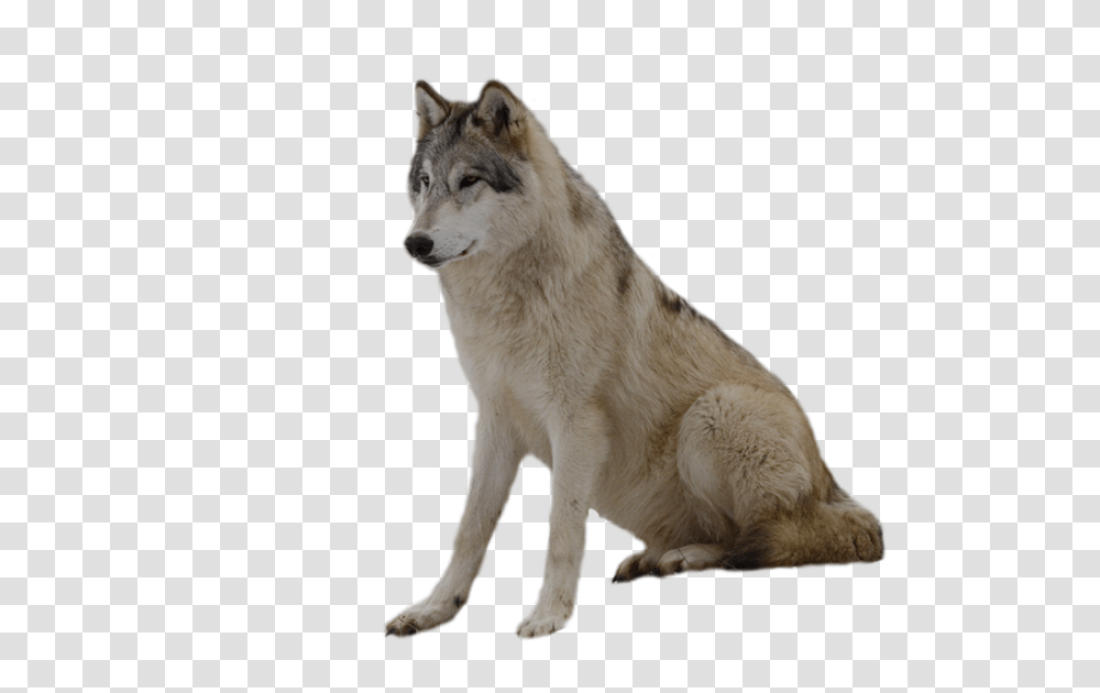 Gray Wolf Clipart Brown Wolf, Dog, Pet, Canine, Animal Transparent Png