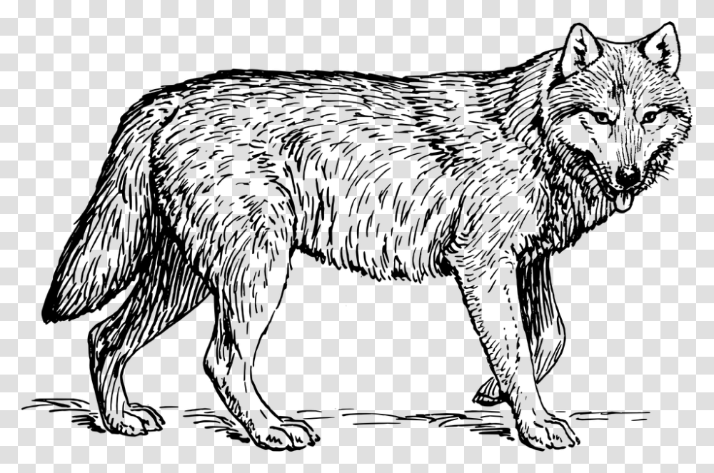 Gray Wolf Cliparts, World Of Warcraft Transparent Png