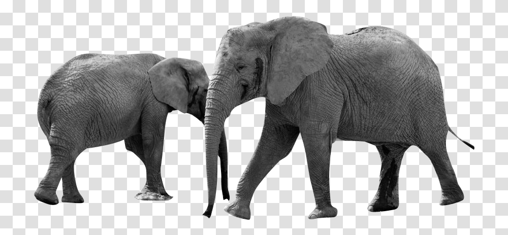 Grayscale Elephant Animals Africa Animal Africa, Wildlife, Mammal Transparent Png