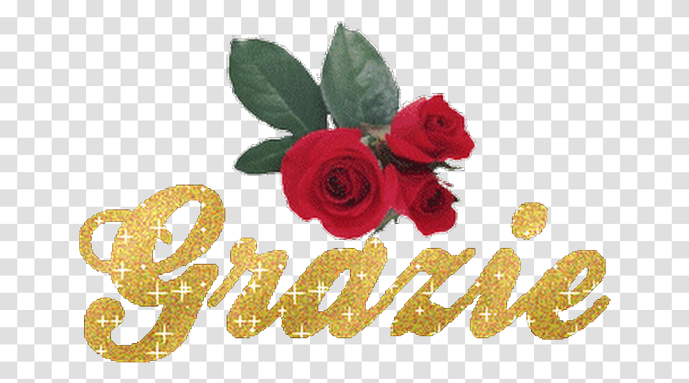 Grazie Degli Auguri Gif, Plant, Rose, Flower, Blossom Transparent Png