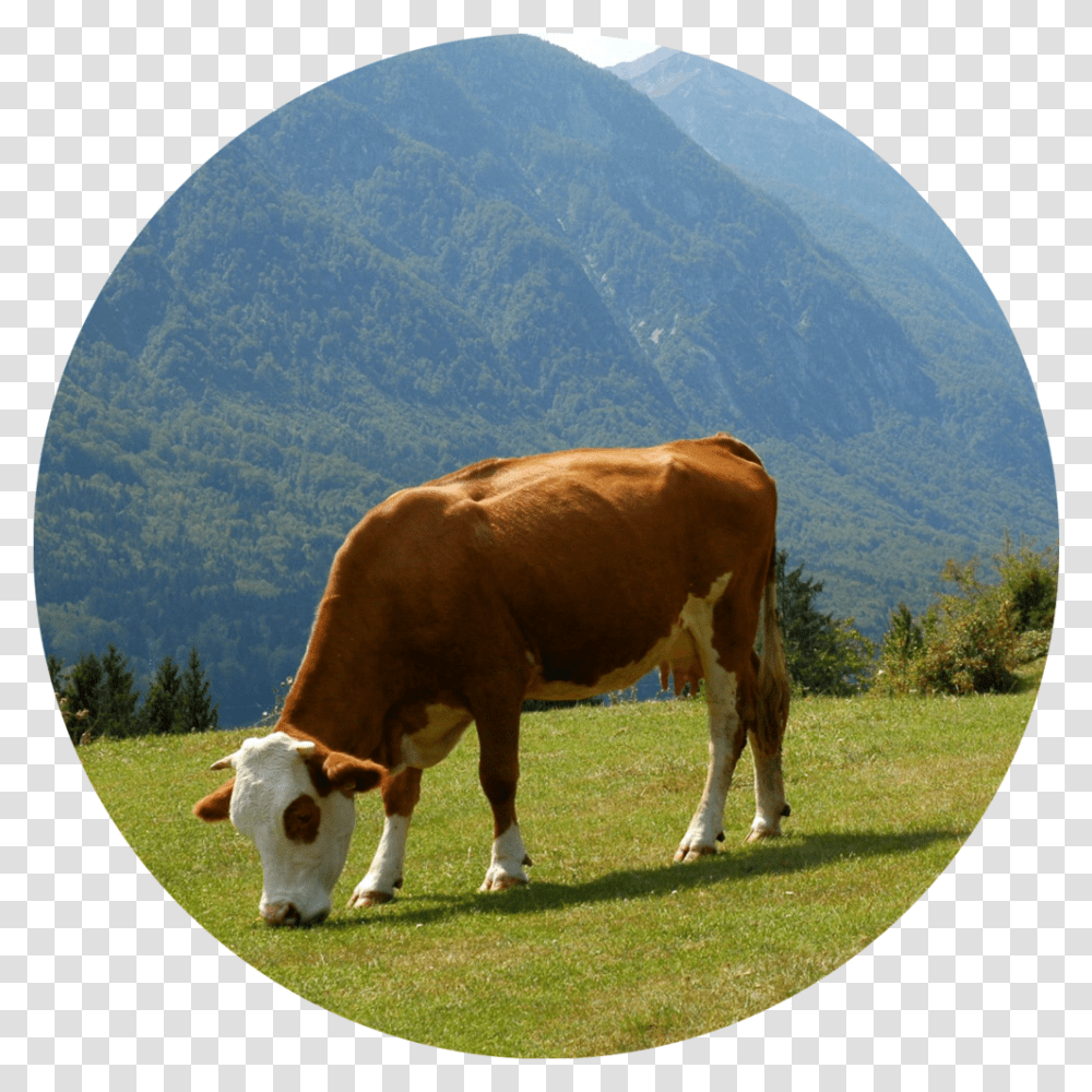 Grazing Dairy Cow, Cattle, Mammal, Animal, Field Transparent Png