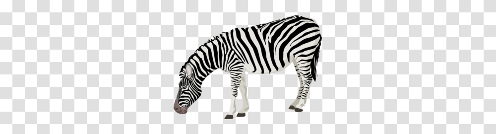 Grazing Zebra Clip Art For Web, Wildlife, Mammal, Animal, Dinosaur Transparent Png
