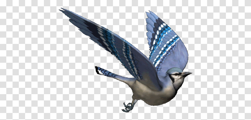 Great Animated Bird Gifs Animated Bird Sitting Gif, Animal, Jay, Blue Jay, Bluebird Transparent Png