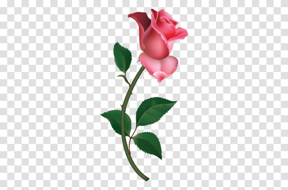 Great Artist Collection, Plant, Rose, Flower, Blossom Transparent Png
