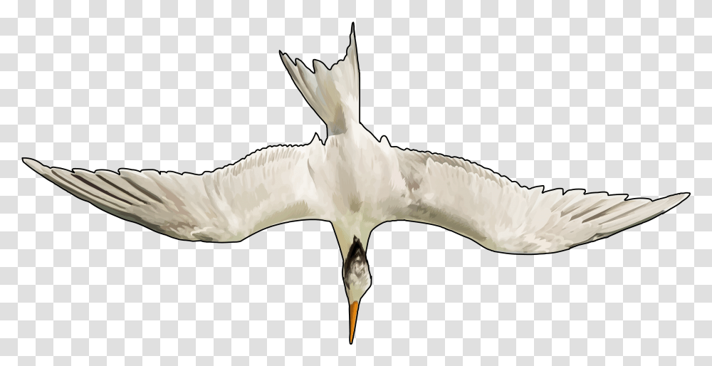 Great Black Backed Gull, Bird, Animal, Flying, Cockatoo Transparent Png