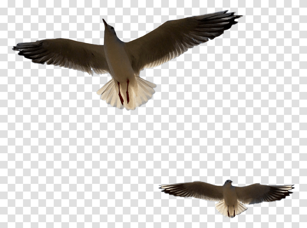 Great Black Backed Gull, Bird, Animal, Flying, Seagull Transparent Png