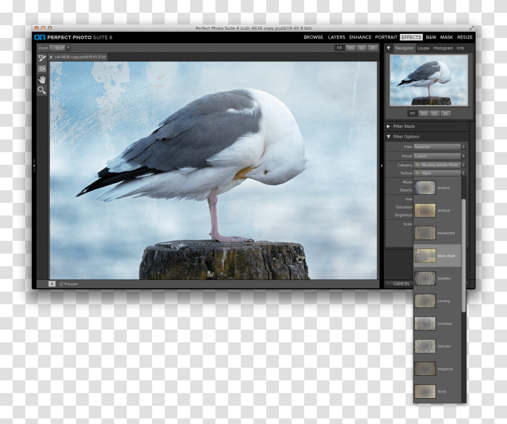 Great Black Backed Gull, Bird, Animal, Monitor, Screen Transparent Png