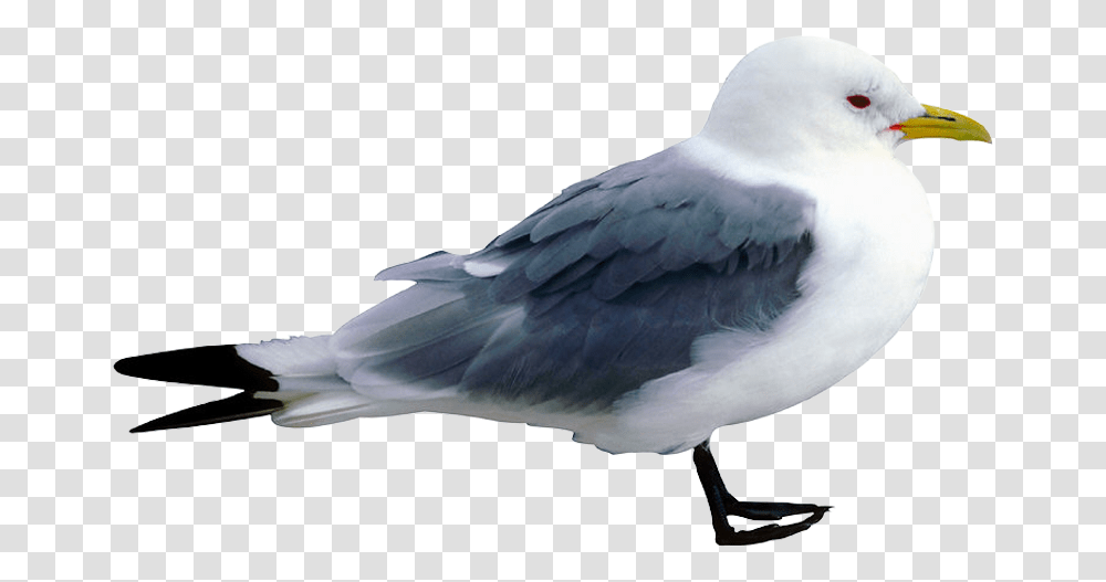 Great Black Backed Gull, Bird, Animal, Seagull, Beak Transparent Png