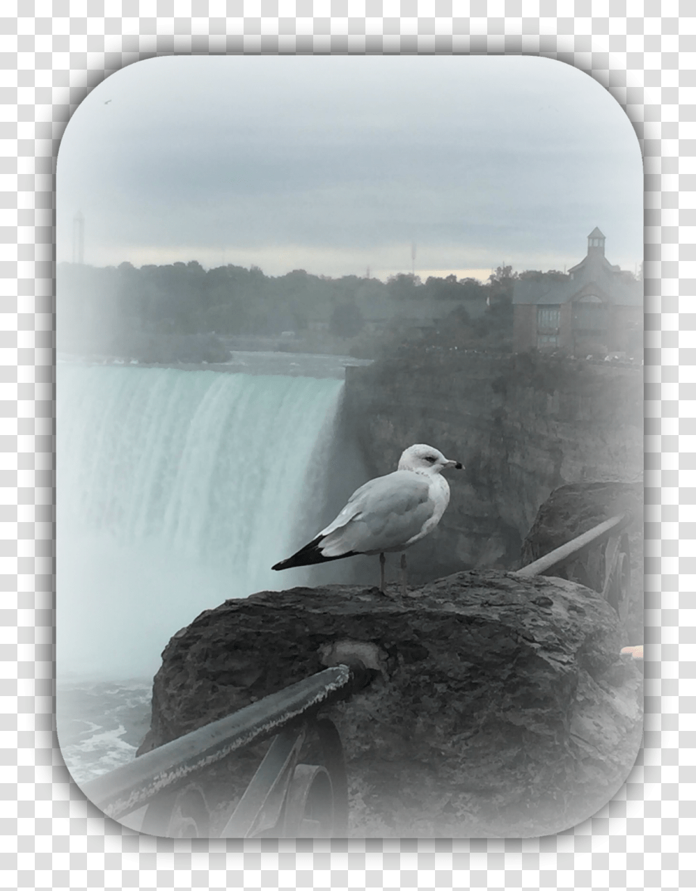 Great Black Backed Gull, Bird, Animal, Water, Nature Transparent Png