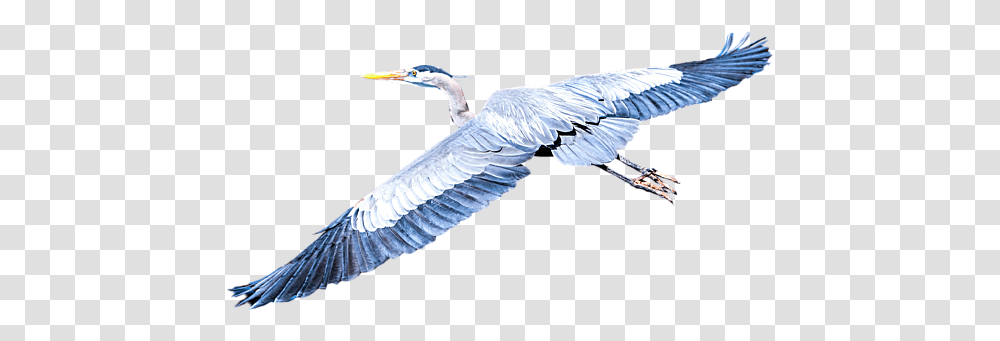Great Blue Heron Flight Coffee Mug Great Blue Heron, Bird, Animal, Waterfowl, Ardeidae Transparent Png