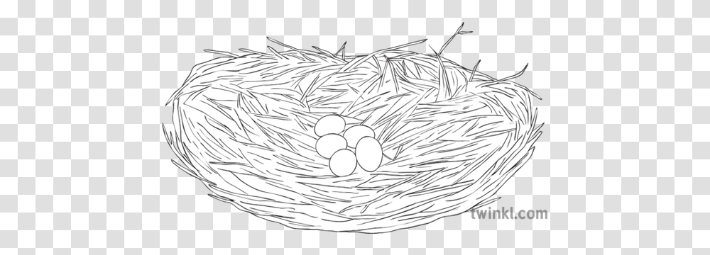 Great Blue Heron Nest Eggs Bird Science Ks2 Bw Rgb Empty, Invertebrate, Animal, Insect, Nature Transparent Png