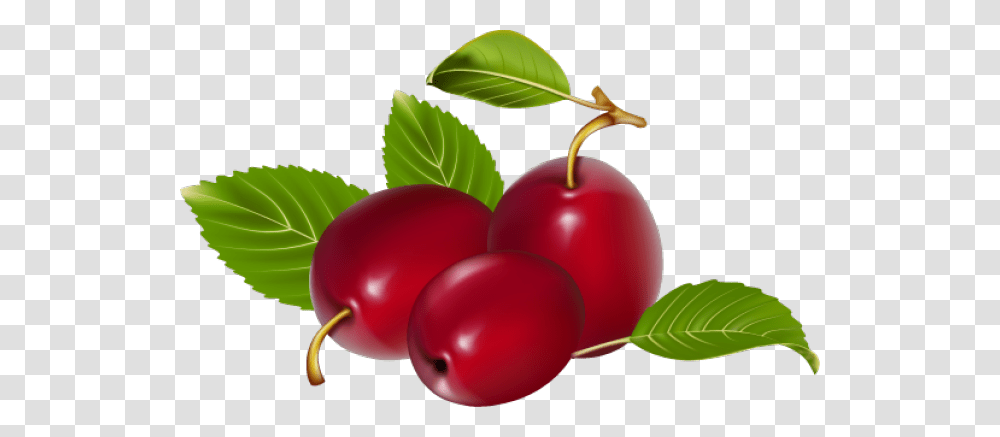Great Clip Art Of Fruit Cherries Frukty Iagody, Plant, Food, Cherry, Plum Transparent Png