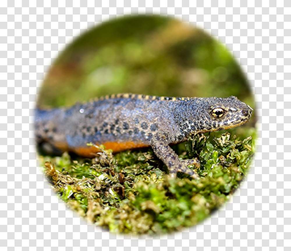 Great Crested Newt Identification Edna Alligator Lizard, Reptile, Animal, Wildlife, Amphibian Transparent Png