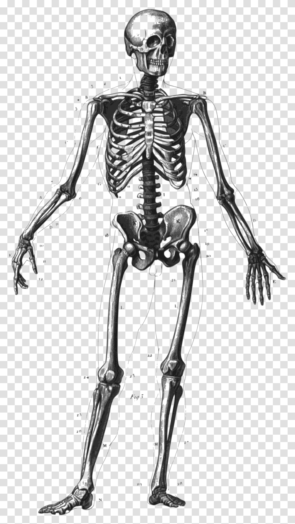 Great Free Bones Skeleton Cliparts Download Free Clip, Person, Human Transparent Png