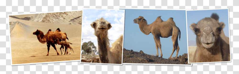 Great Gobi Kids Corner Wild Bactrian Camel, Lion, Wildlife, Mammal, Animal Transparent Png