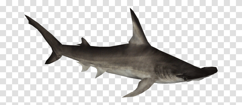 Great Hammerhead Shark Great Hammerhead, Sea Life, Fish, Animal, Great White Shark Transparent Png