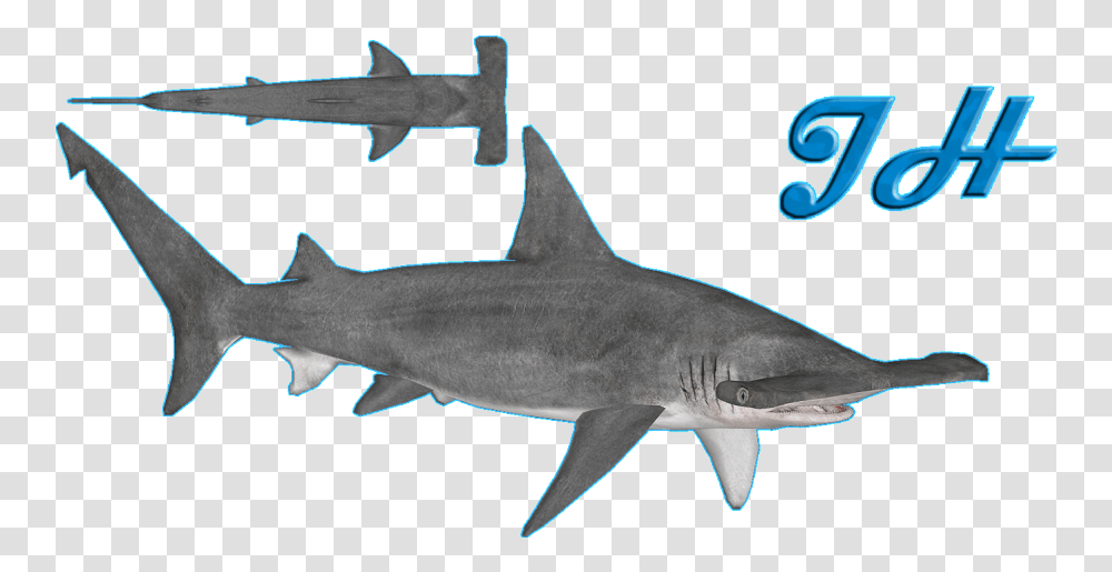 Great Hammerhead Shark Shark, Sea Life, Fish, Animal, Great White Shark Transparent Png