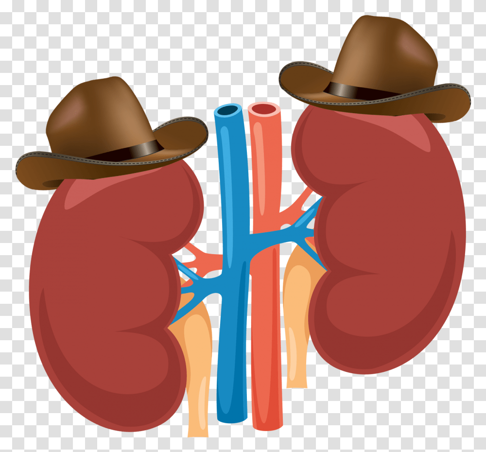 Great Herbs For Kidney Cleansing, Apparel, Cowboy Hat, Sun Hat Transparent Png