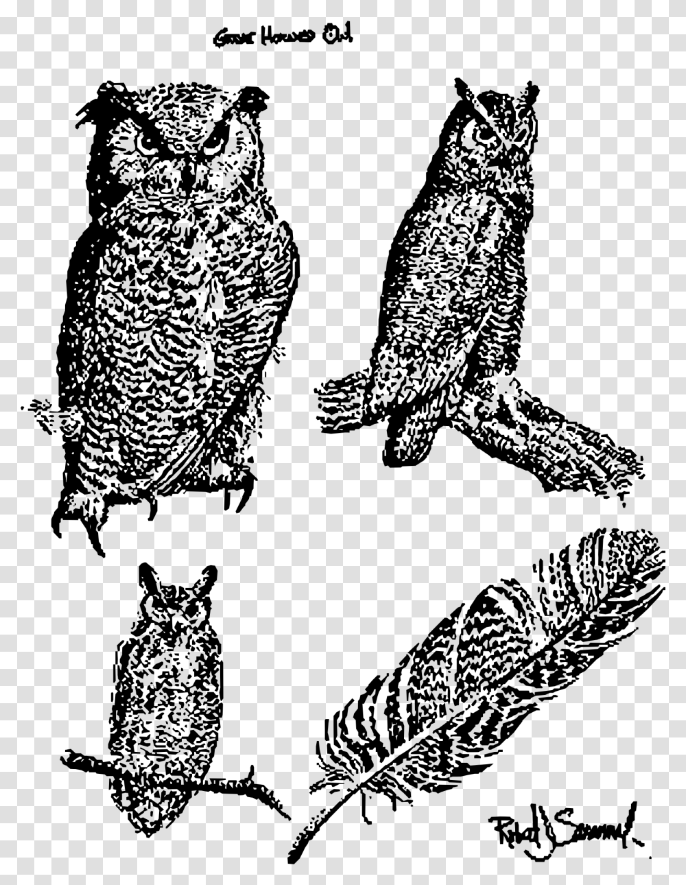 Great Horned Owl Bird Of Prey Snowy Owl Vector Great Horned Owl, Gray, World Of Warcraft Transparent Png