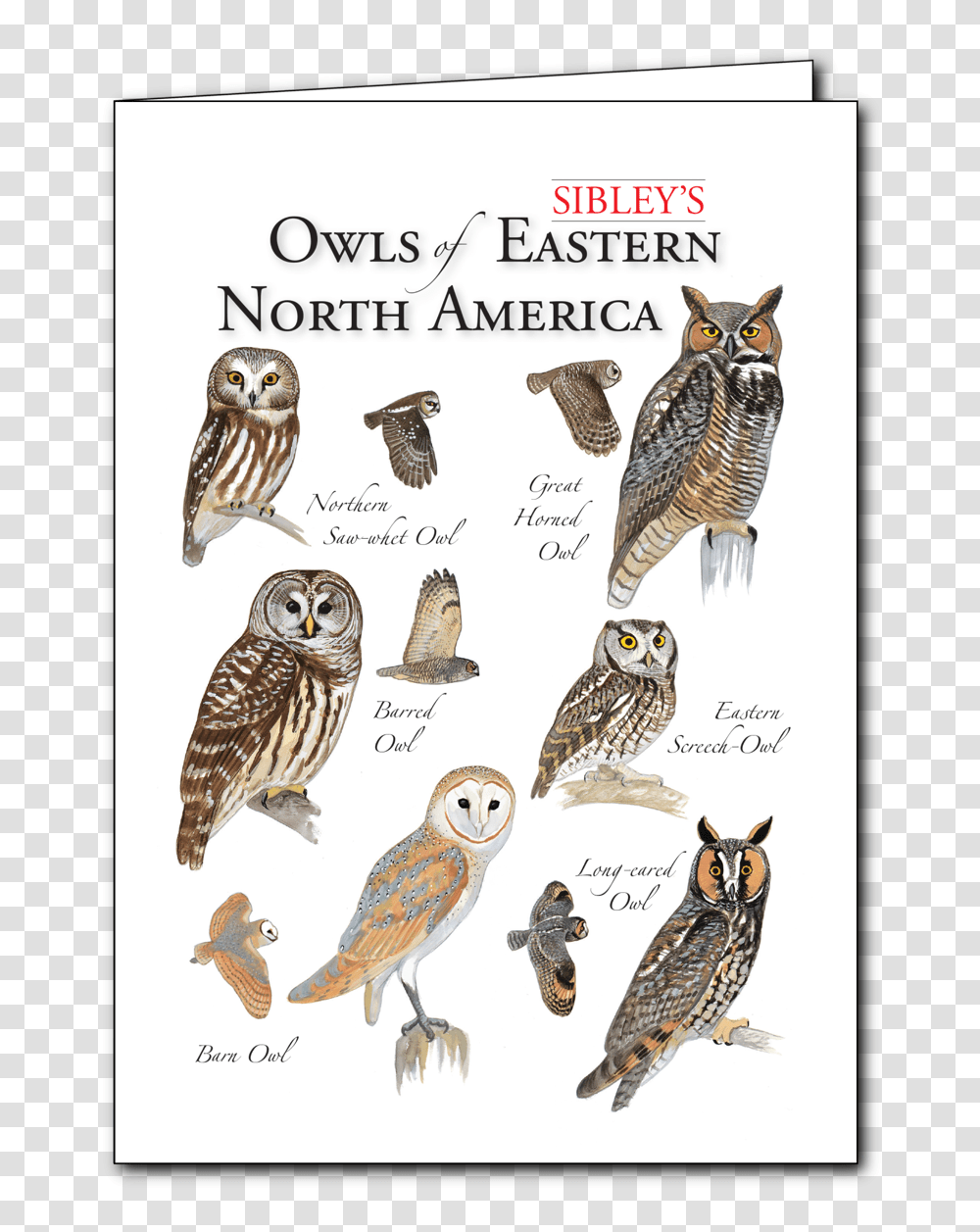 Great Horned Owl Great Horned Owl, Bird, Animal, Honey Bee, Insect Transparent Png