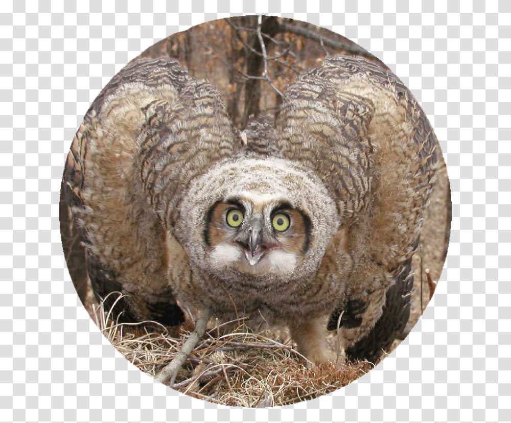 Great Horned Owl Screech Owl, Bird, Animal, Snake, Reptile Transparent Png