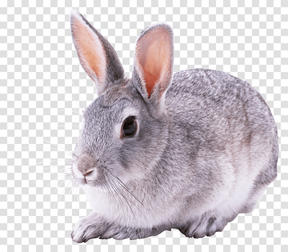 Great Rabbit Sitting Conejo, Rodent, Mammal, Animal, Bunny Transparent Png