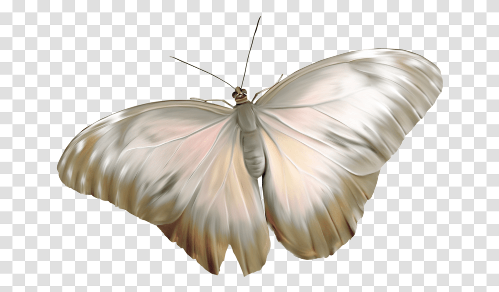 Great Southern White, Insect, Invertebrate, Animal, Butterfly Transparent Png