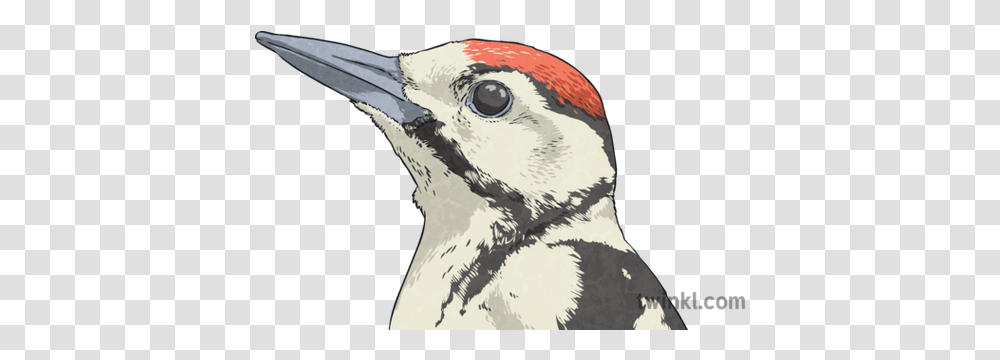 Great Spotted Woodpecker Eye Head Romulus And Remus Bird Hairy Woodpecker, Beak, Animal, Jay, Blue Jay Transparent Png