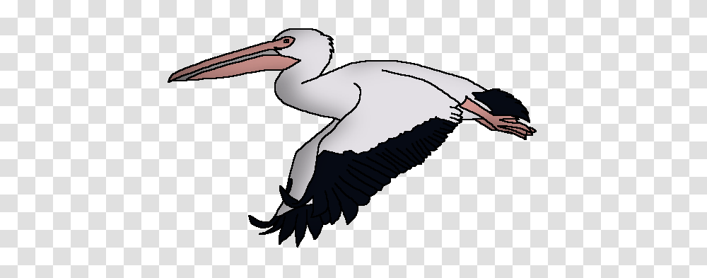 Great White Pelican Wildlife Animal Pedia Wiki Fandom Powered, Bird, Stork, Waterfowl, Flying Transparent Png