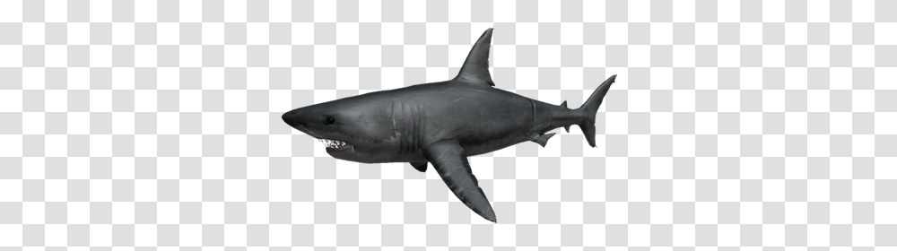 Great White Roblox Shark Bite Wiki Fandom Great White Shark Sharkbite Roblox, Sea Life, Fish, Animal Transparent Png