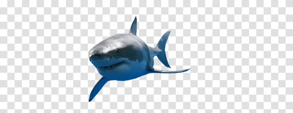 Great White Shark 4 Image Great White Shark, Sea Life, Fish, Animal Transparent Png