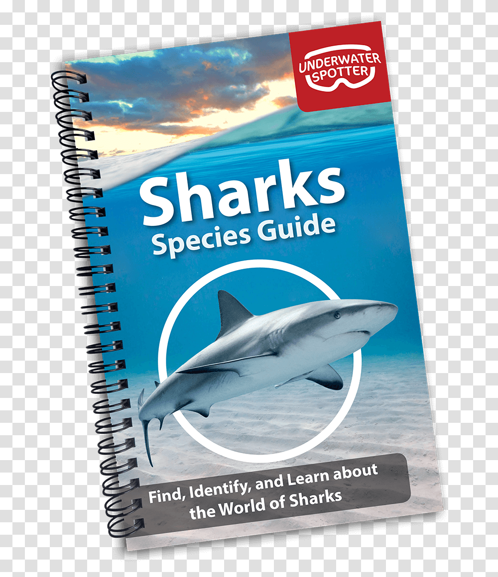 Great White Shark, Advertisement, Poster, Sea Life, Fish Transparent Png